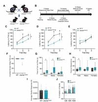 The gain-of-function UBE3AQ588E variant causes Angelman-like neurodevelopmental phenotypes in mice - Scientific Reports