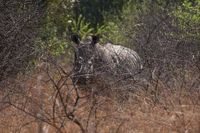 South Africa marks World Rhino Day as poaching slows but one still killed daily