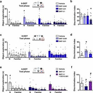 New Study Shows How Dopamine Receptor Stimulation Affects Memory