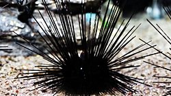 Deniz Kestanesi Cinayetinin Gizemi Çözüldü