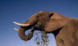 Elephant Trunk Evolution Reveals Amazing Adaptations