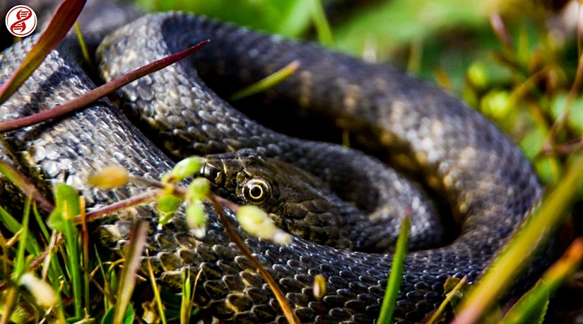 Yavru bireyin savunma pozisyonu, Zonguldak/Filyos.