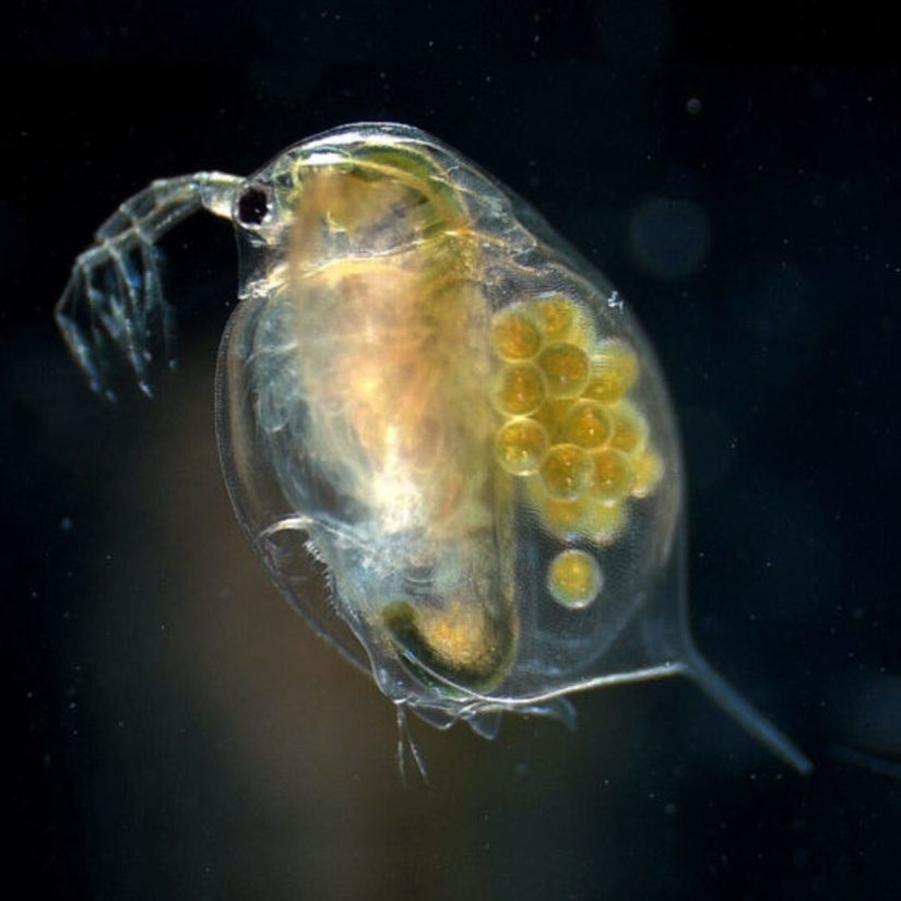 Daphnia spp