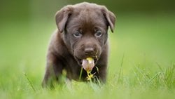 Köpekler Neden Ot ve Dışkı Yer?