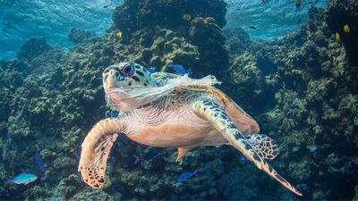 Plastik Nedir? Faydaları ve Zararları Nelerdir? Plastik Tüketimi, Türkiye ve Dünya'da Canlıları Nasıl Etkiliyor?