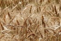 Κίνα: Αγοράζει σιτάρι απο Καναδά και Αυστραλία - Οικονομικός Ταχυδρόμος - ot.gr