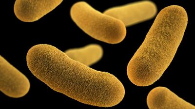 Quorum Algılama (Quorum Sensing): Hücreler, Birbiriyle Nasıl Konuşur?