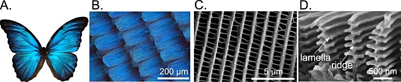 Bir yapısal renk bakımından kelebeğin incelenmesi. Mikroskobik görseller, ışığın yansıtıldığı yapılardır.