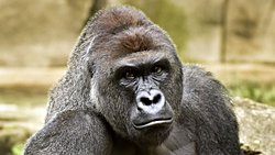 Bir Gorilin Ölümü: Harambe Neden Öldürüldü?