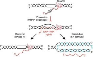 Yeast Research Reveals Surprising Role Of DNA:RNA Hybrids