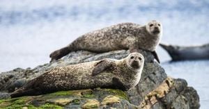 Welsh Beaches Ban Plastic Rings To Protect Seals