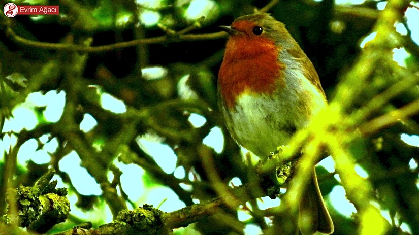 İngilitere/Derby'de gözlemlediğimiz bir başka yetişkin. Tüylerini şişirip, kendisini büyük göstermeye çalışıyor.