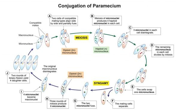 Paramesyum Konjugasyon