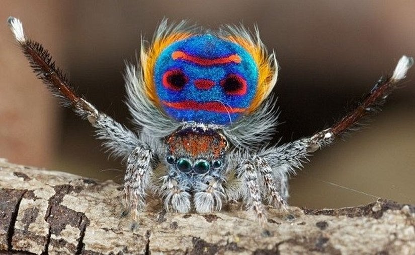 Maratus speciosus