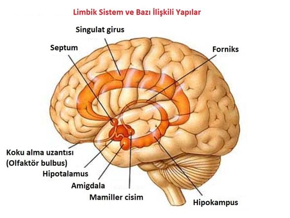 beyin bölümleri