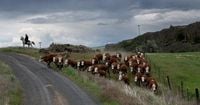 Beef prices hit record for Washington ranchers