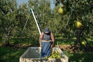 Pregnant Farmworkers Face Rising Heat And Health Risks