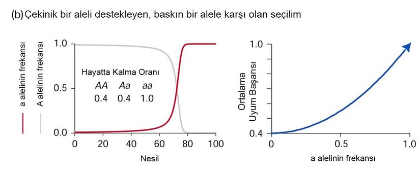 Burada ise tam tersi bir durum görülmektedir. Ancak bu defa işler birazcık daha karışıktır. Çünkü çekinik olan a alelini destekleyen bir seçilim baskısı vardır. Ancak dikkat edilmesi gerekir ki, Aa genotipinde eğer ki eşbaskınlık gibi bir durum yoksa, a alelinin bulunması hiçbir şeyi değiştirmez. Çünkü baskın olan A aleli, zaten daha başından a alelinin etkisini ortadan kaldıracaktır. Dolayısıyla a avantajlı olsa bile bu bireye yansıyamayacaktır. Bu sebeple a aleline yönelik pozitif seçilim olduğunda, yalnızca homozigot çekinik (aa) bireylerde evrimsel uyum başarısında artış görülür. Diğer iki genotipin uyum başarısı daha düşük olacaktır. Örneğin burada rastgele bir şekilde 0.4 değeri verilmiştir (başka bir değer de olabilirdi). Bu durumda yine S-benzeri bir şekilde değişim görürüz; bu hiç değişmez. Ancak S'in şekli farklılaşmıştır. Buna rağmen, ortalama uyum başarısının yine de arttığını görmekteyiz. Tek fark, a'nın çekinik olmasından ötürü ortalama uyum başarısına etkisi de birazcık daha yavaş olmasıdır. Bu sebeple popülasyonun ortalama uyum başarısının daha yavaş bir şekilde arttığını; ancak yine de daima arttığını görürüz.