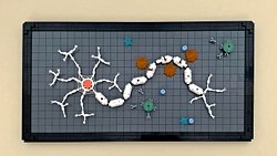 Multiple Skleroz'a Evrimsel Bakış: Neden Başka Hiçbir Türde Spontan MS Gözlenmiyor?