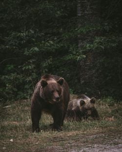 Canlılar üremeye neden bu kadar takıntılı ve bu üreme hissinin kaynağı ne?