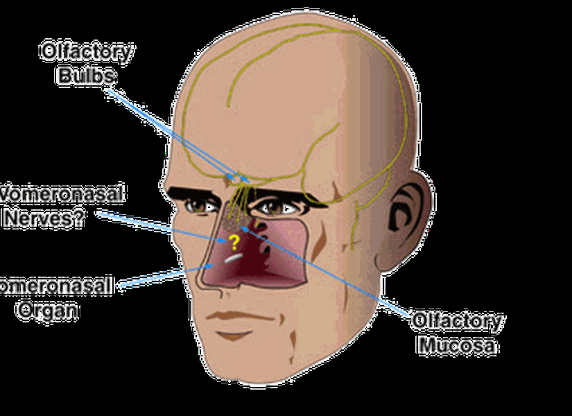 İnsanlarda vomeronazal organ...