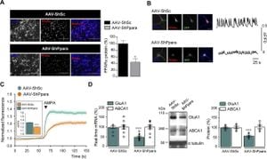 How PCSK9 D374Y Mutation Aggravates Atherosclerosis