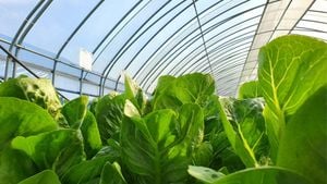 Almería And China Transform Agriculture With Greenhouses