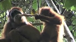 Orangutanlar et yer mi ?