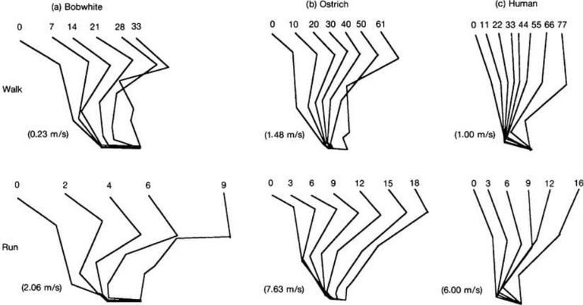 Yavaş tempoda yürüyüş ile hızlı koşu esnasında Kuzey Amerika bıldırcını (Colinus), deve kuşu ve insanın uzuv pozisyonları.