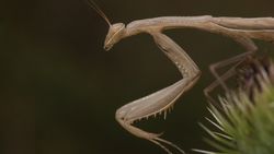 Avrupa peygamberdevesi (Mantis religiosa)