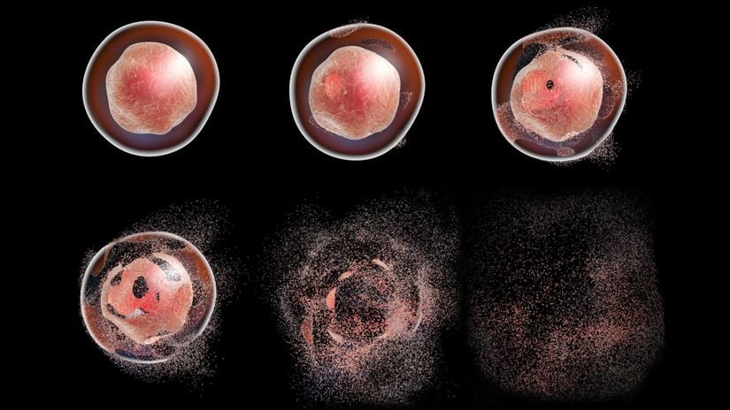 Hücre ölüm mekanizmalarından biri olan apoptozun bilgisayar ortamında oluşturulmuş illüstrasyonu.