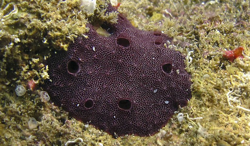 Bulunan fosillerin Chelonaplysilla violacea gibi boru (horn) süngerlerinin iskeletlerine çok benzediği bildiriliyor.