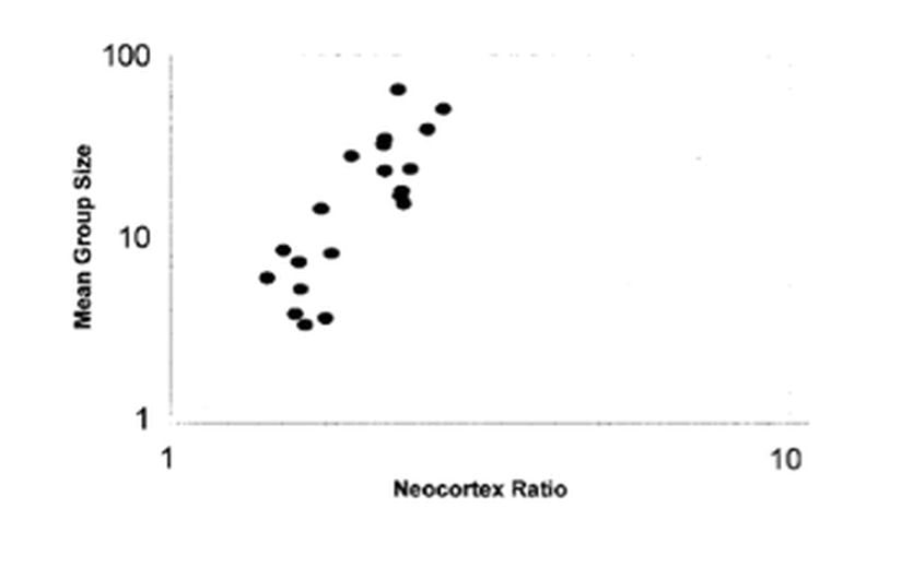 Gerçekten de ortalama grup büyüklüğü ile neokorteksin beyne oranı arasında doğrusal bir ilişki bulunmaktadır. Neokorteksi büyük memelilerde ortalama grup büyüklüğü de fazladır. Yani sosyal yaşantı, beyin evrimini tetiklemekte ve desteklemektedir.