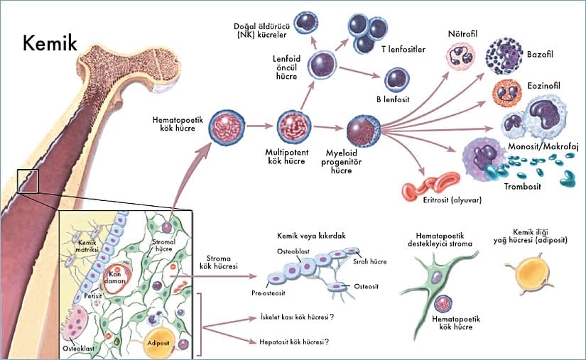 Kemik iliğinde hematopoez (kan hücrelerinin üretimi).