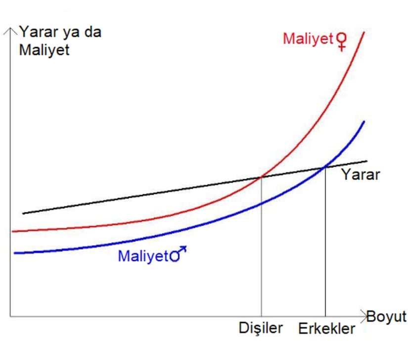 Bir önceki hipotezin aksine, yarardan ziyade eşit olmayan kaynak kullanımı sonucu açığa çıkan maliyet farkı sonucu, boyut dimorfizmi bu şekli almaktadır.