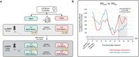 Pharmacological and resting state fMRI reveal Osteocalcin’s effects on mouse brain regions with high Gpr37 and Gpr158 expression - Scientific Reports