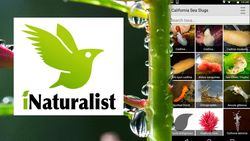 Ekosistemin Sosyal Platformu: iNaturalist