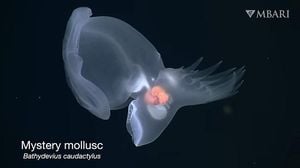 New Discovery Of Bioluminescent Deep-Sea Nudibranch