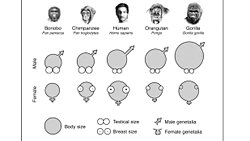 Erbezleri ve Tek Eşlilik