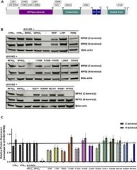 A cellular assay to determine the fusion capacity of MFN2 variants linked to Charcot–Marie-Tooth disease of type 2 A - Scientific Reports