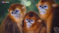 Zoo de Beauval : vive émotion pour la première présentation au public (et la révélation des noms) des 3 singes dorés | TF1 INFO