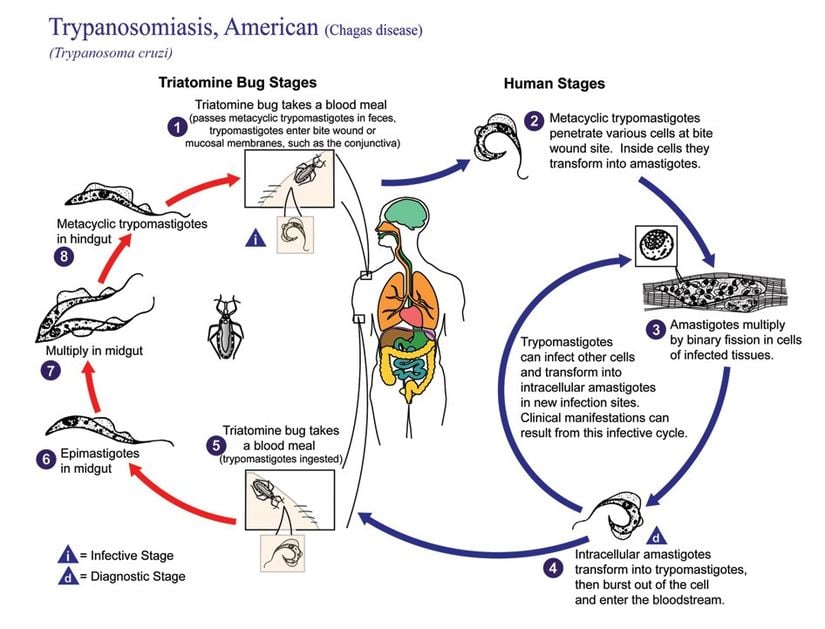 Trypanosoma cruzi'nin yaşam döngüsü