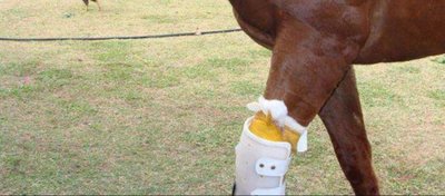 Atları Artık Vurmasınlar!