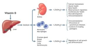 Vitamin D Levels Linked To Lung Function Decline In COPD Patients