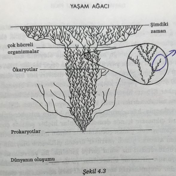 Evrimsel Ağaç