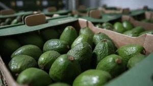 Morocco's Avocado Exports Surge To New Heights