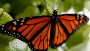 Monarch Butterflies Face New Threats As Protections Are Proposed