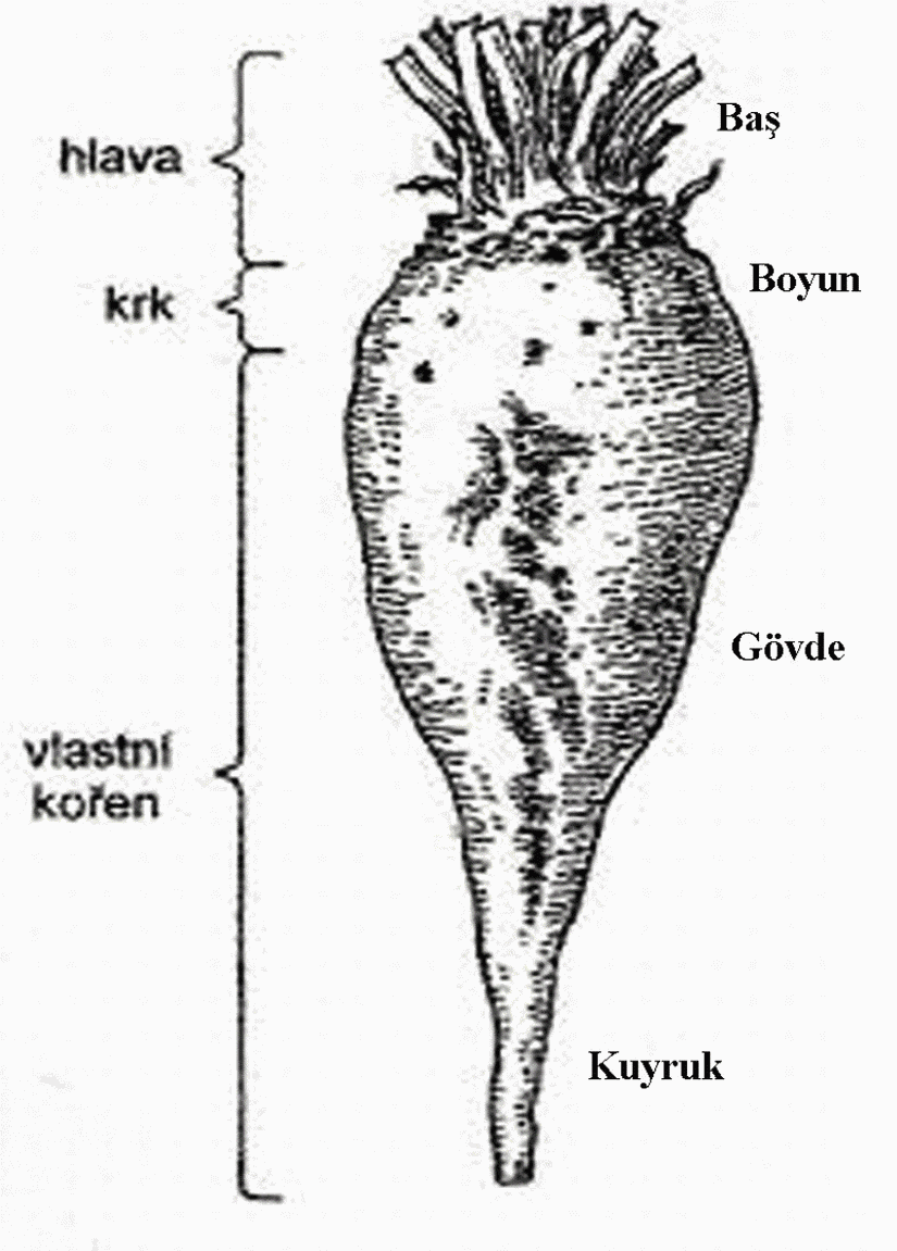 Şeker pancarının bölümleri