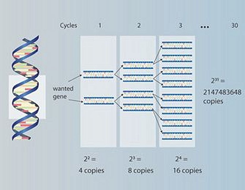 Polimeraz zincir tepkimesinin hedef DNA dizilimini çoğaltma ilkeleri.
