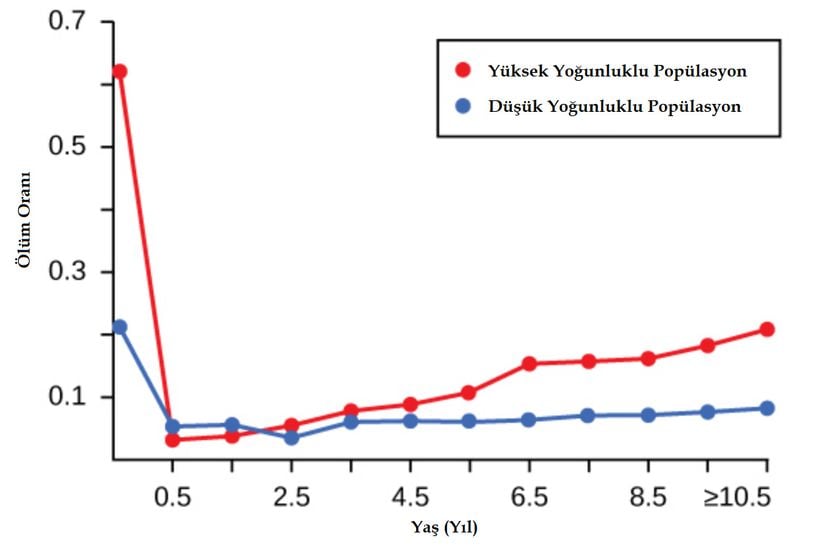 Yüksek yoğunluklu ve düşük yoğunluklu popülasyonlar arasında yaşa bağlı ölüm oranları. Yüksek yoğunluklu popülasyonda yavru ölüm oranları, annelerin yüksek kaliteli besinlere erişimde yaşadığı sorunlar nedeniyle çok daha yüksektir.